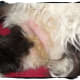 Bald Hot Spot: Same place under cat's arm. The hot spot healed, but the fur has not grown back yet.