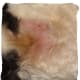 Hot Spot, Bald, Healing: Here is a hot spot under my cat's arm. It is in the process of healing with the help of a cone and treatment with HomeoPet Hot Spot. Some fur is discolored from the open lesions a couple days prior.