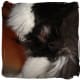 Hot Spot With Broken Skin: Here's an example of a hot spot on my cat. This is when it is still healing and just starting to dry up. You can see some matted fur around the edges.