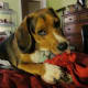 Enjoying a nice chew on a Kong.
