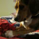 Oh well, back to chewing...