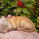 Chihuahuas are the world's tiniest dogs and they are well loved by both celebrities and many Americans.