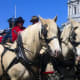 Rare horse breed American Cream Draft horse in harness at parade