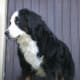 Even though the average life span of a Bernese Mountain dog is about 7 years, this grand specimen is 12 years old.