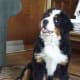 This female puppy is 15 weeks old, and starting to develop the distinctive coat and appearance of a Bernese Mountain dog.