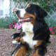 I'm a working dog at heart, so give me lots of jobs to do like fetching your newspaper and I'll be a happy dog!