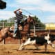 American Quarter horses are hard working ranch hands.