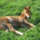 AQH Foal at Rest in the Pasture.