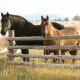 A Percheron is much larger than an American Quarter horse.
