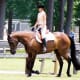 Quarter horses work hard in the arena and are excellent English Dressage horses.
