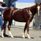 American Quarter horses are an all-American horse that makes a great pet or a fantastic race horse.