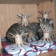William with several toys.