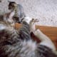 He checks out the homemade cat toy