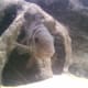 30 Gallon 3D Background Cave. Convict Cichlid