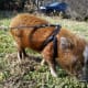 Micro mini pig with a fitted harness on a leash outside grazing.