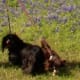 Dachshunds get along with most breeds.