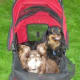 This is a picture of our babies in a Pet Gear stroller out for a walk.