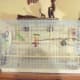 Parakeet cage.