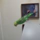 Bogey just hanging out.