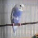 Blue and white parakeet perched on a branch.