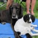 Turley and baby Lucy on a camping trip