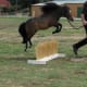 Sauter de votre miniaure le cheval est devenu très populaire