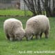 Nuisette anglaise Ancienne Moutons de Southdown Adultes.