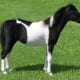 Cheval miniature