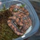 A baby Brazilian rainbow boa finds refuge in her humid hide. Note the cutout hole in the bottom left corner serving as the entrance.