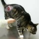 What a Cat Abscess Looks Like