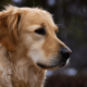 Top 10 Most Beautiful Dog Breeds - PetHelpful