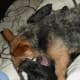 Roll reversal - Bruno allows Bob to pinion him to the floor