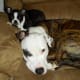 Lola cuddling with her best friend, Audi.