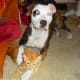 Lola playing with Garfield, a cat.