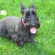 Scottish Terrier