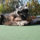 Minature Schnauzer