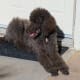 Poodle