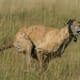 Greyhound