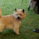 Cairn Terrier