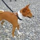 Basenji