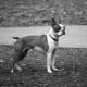 Boston Terrier