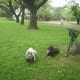 how-to-take-care-of-your-pregnant-dog