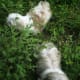 Daday and Angel playing in the park. Taken March 11, 2012.