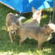 Short coated chihuahuas