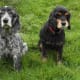 Cocker spaniels