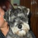 Miniature Schnauzer - Utility Group