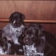 German short haired pointer puppies