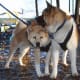 Akitas