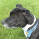 Staffordshire bull terrier