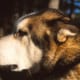 Alaskan malamute